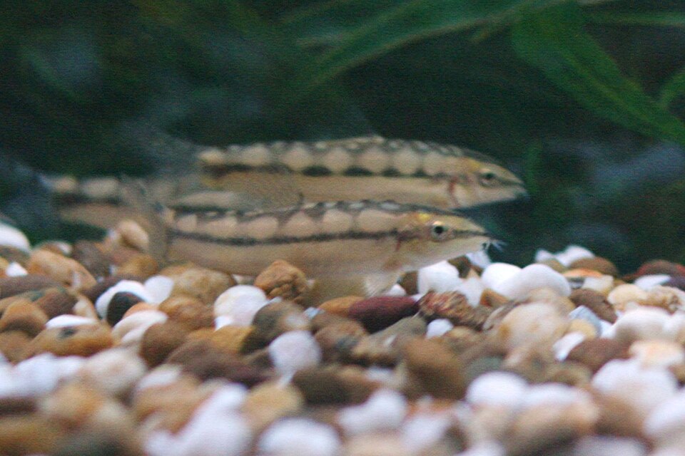 Dwarf chain loach — Ambastaia sidthimunki