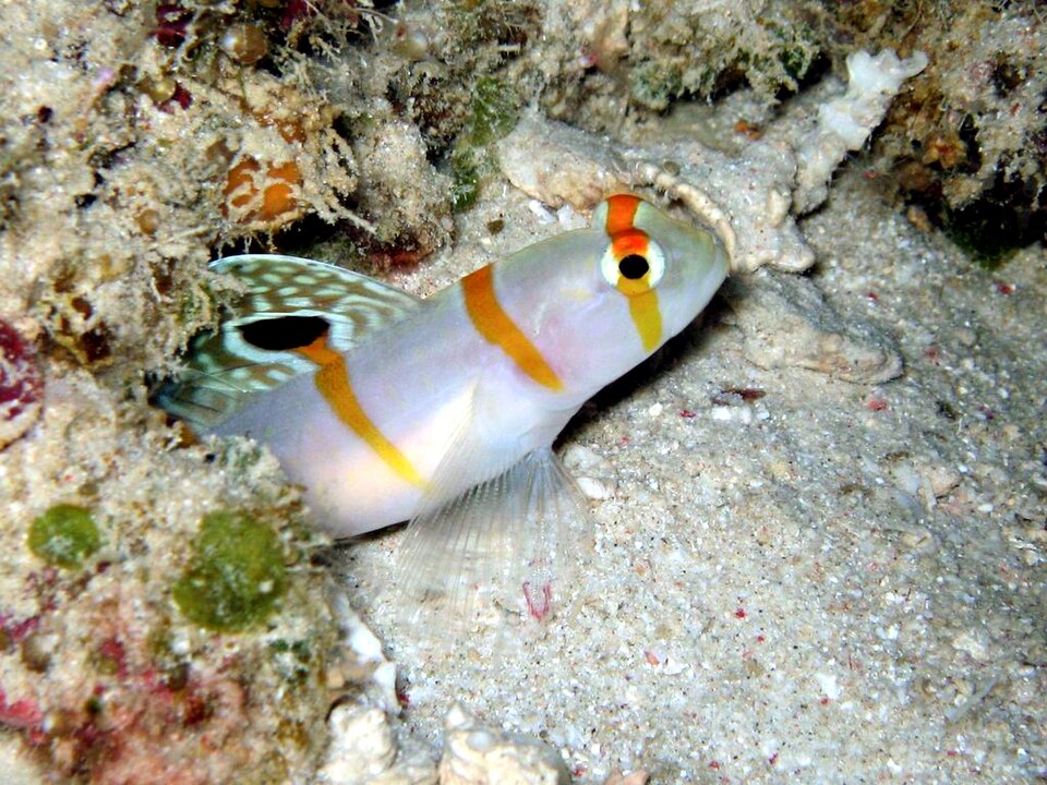 Gobie de Randall — Amblyeleotris randalli