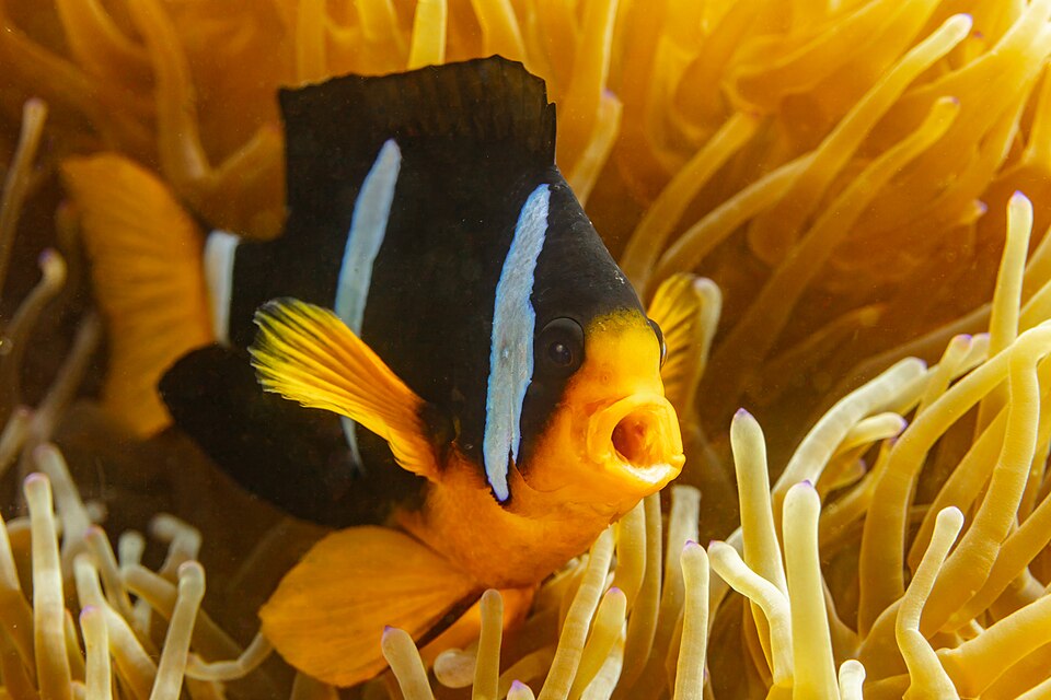 Poisson-clown de Clark — Amphiprion clarkii