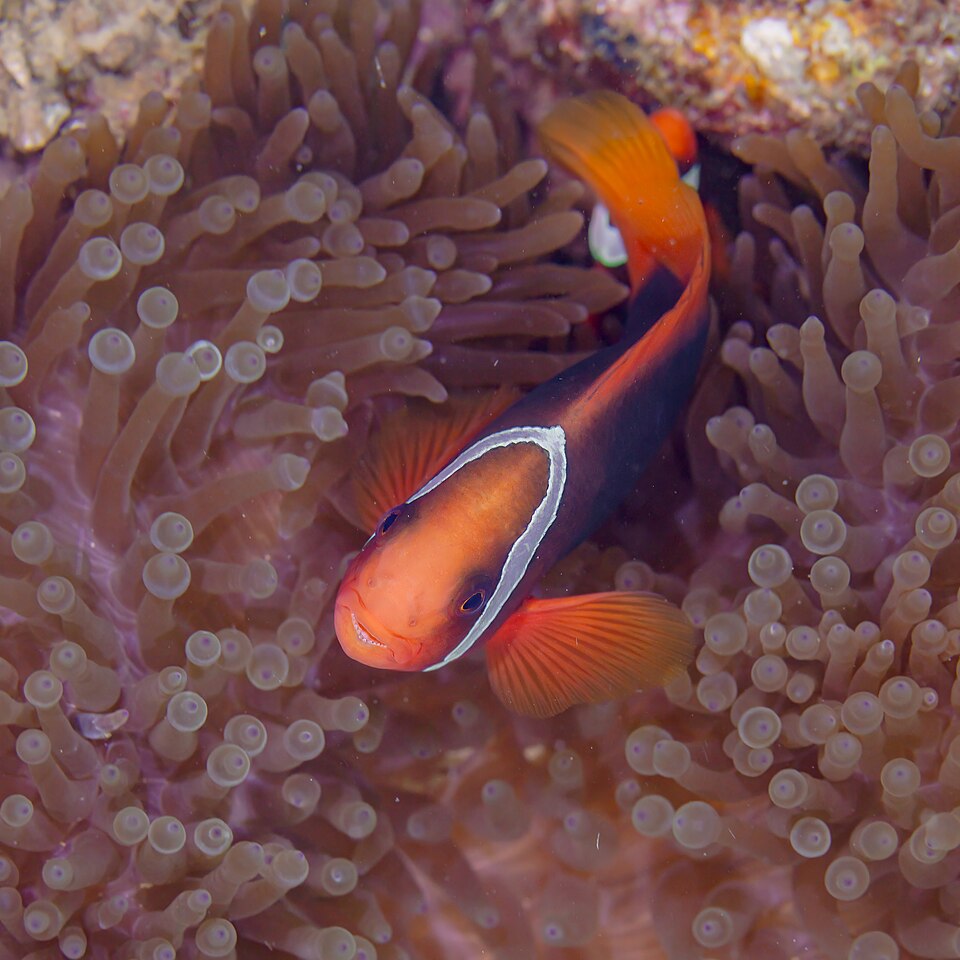 Poisson-clown tomate — Amphiprion frenatus