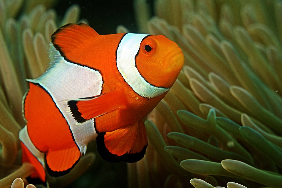 Poisson-clown ocellaris — Amphiprion ocellaris