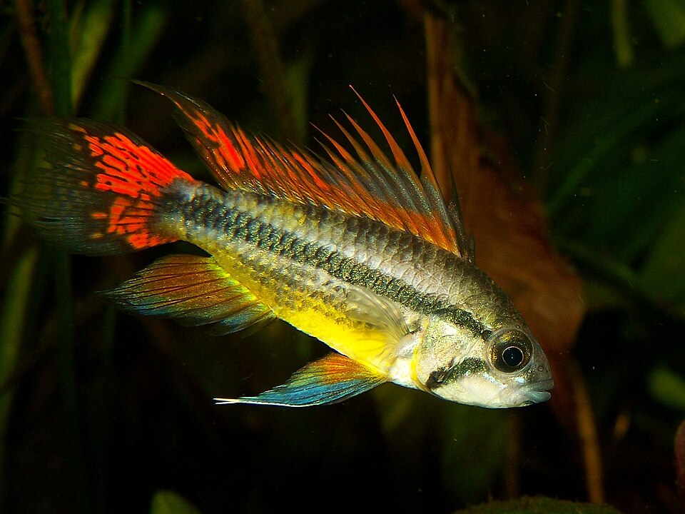 Cichlidé nain cacatoès — Apistogramma cacatuoides
