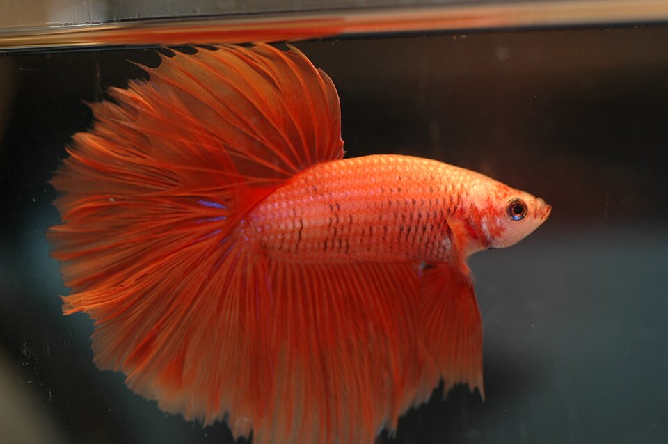 Combattant — Betta splendens