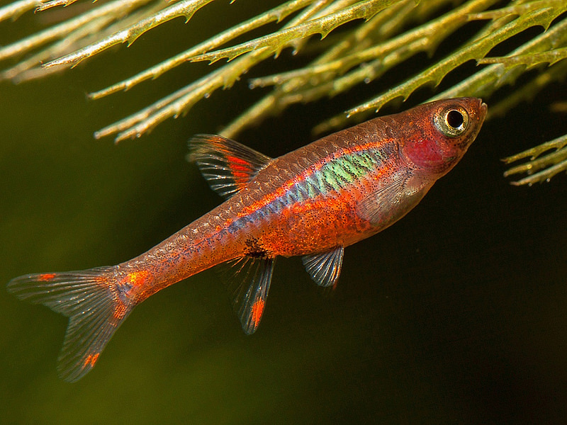Chili rasbora — Boraras brigittae