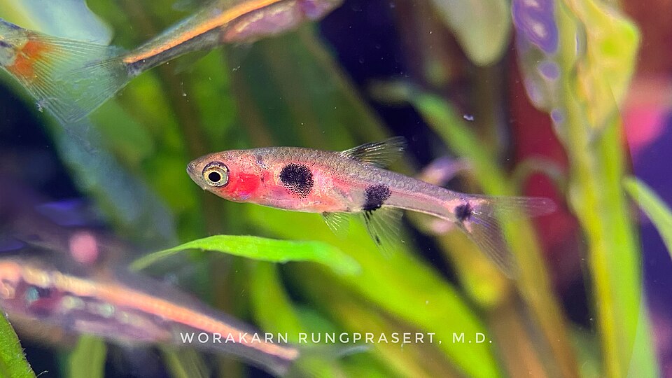 Dwarf rasbora — Boraras maculatus