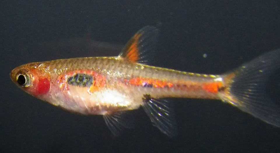 Phoenix rasbora — Boraras merah