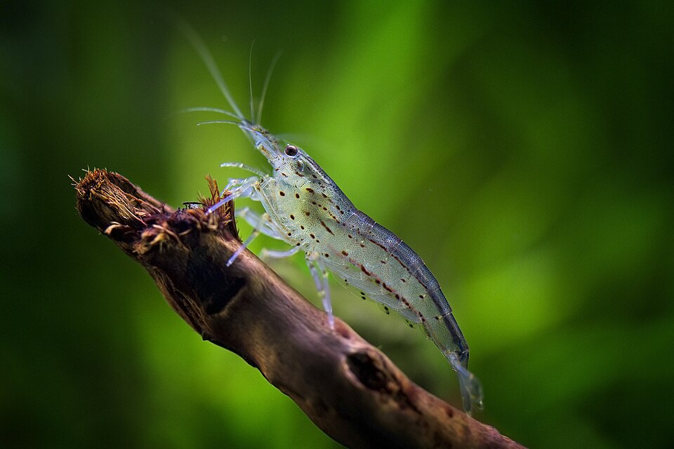 Crevette Amano — Caridina multidentata