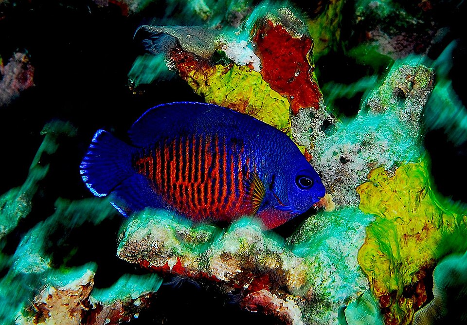 Poisson-ange nain à deux épines — Centropyge bispinosa