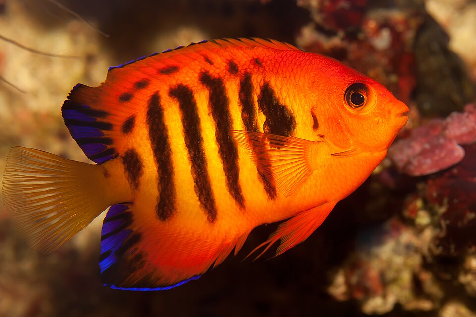Poisson-ange flamme — Centropyge loricula
