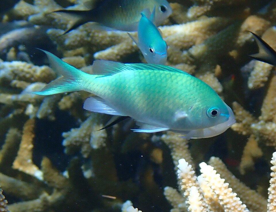 Demoiselle verte — Chromis viridis
