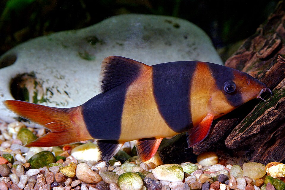 Clown loach — Chromobotia macracanthus