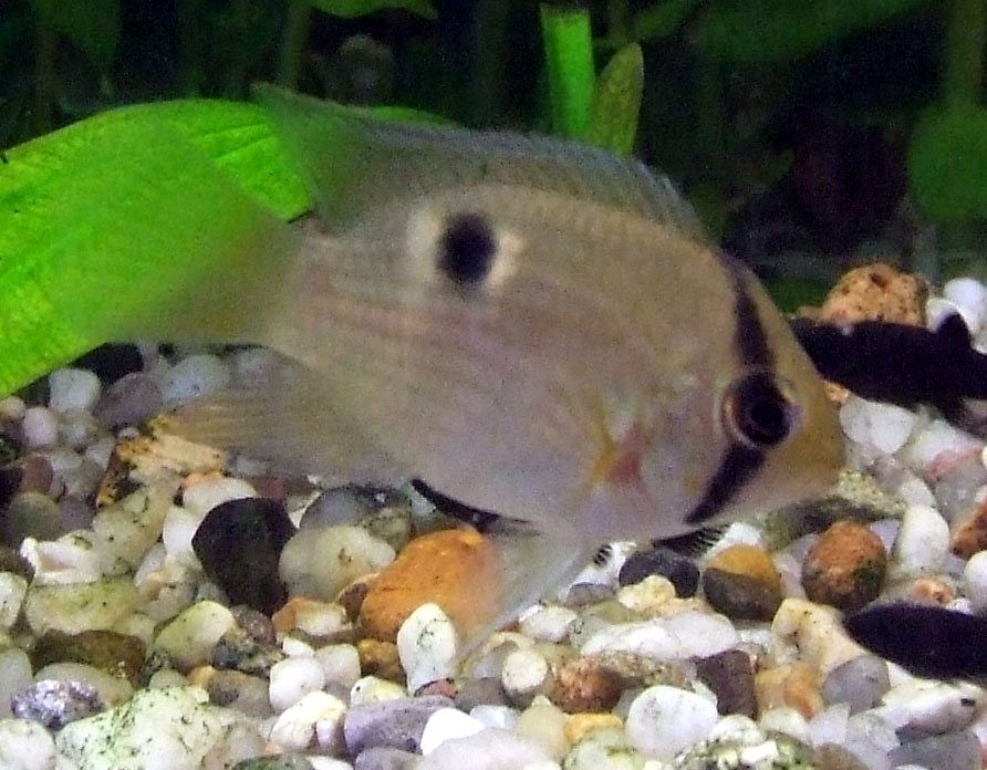 Cichlidé trou de serrure — Cleithracara maronii