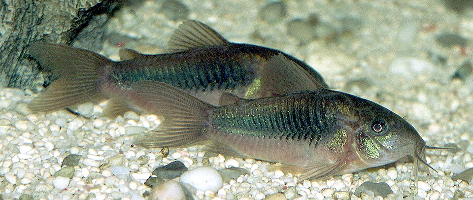 Corydoras bronze — Osteogaster aeneus