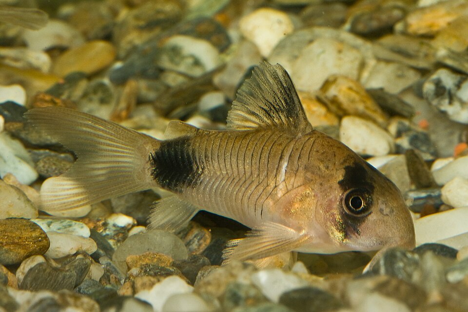 Corydoras panda — Hoplisoma panda