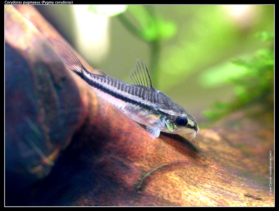 Corydoras pygmée — Gastrodermus pygmaeus