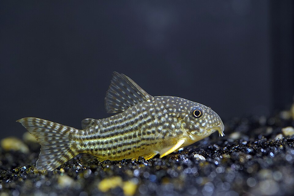 Corydoras de Sterba — Hoplisoma sterbai