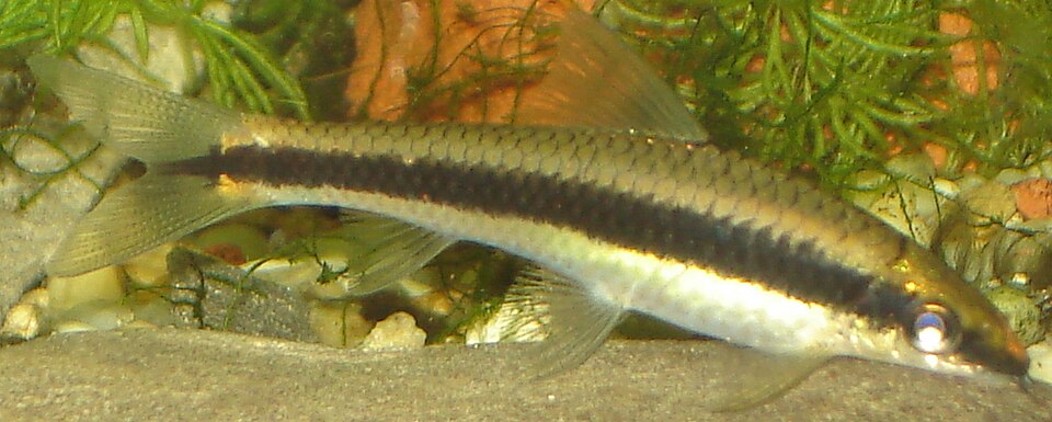 Mangeur d’algues siamois — Crossocheilus oblongus