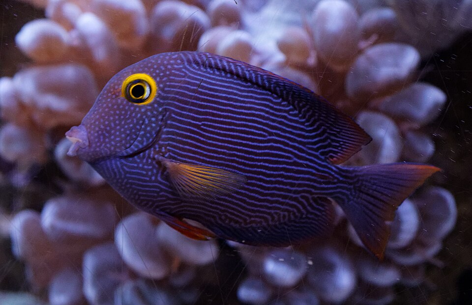 Chirurgien à œil jaune — Ctenochaetus strigosus