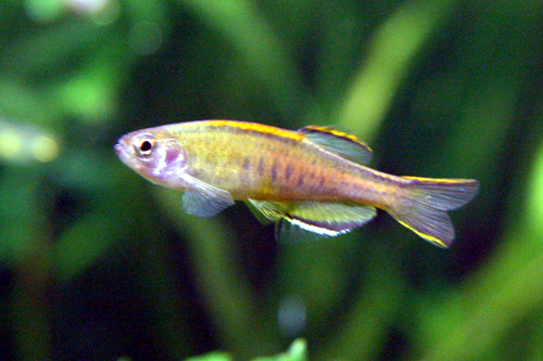 Danio de Chopra — Danio choprae