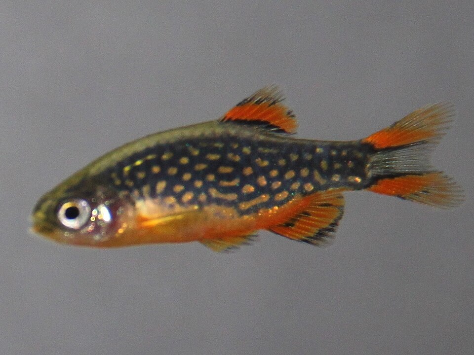 Celestial pearl danio — Danio margaritatus