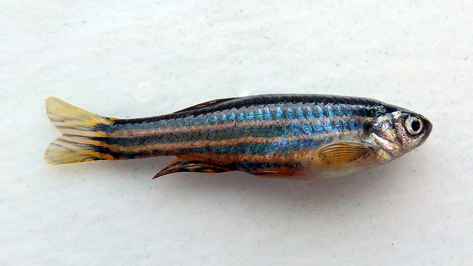 Danio zébré — Danio rerio