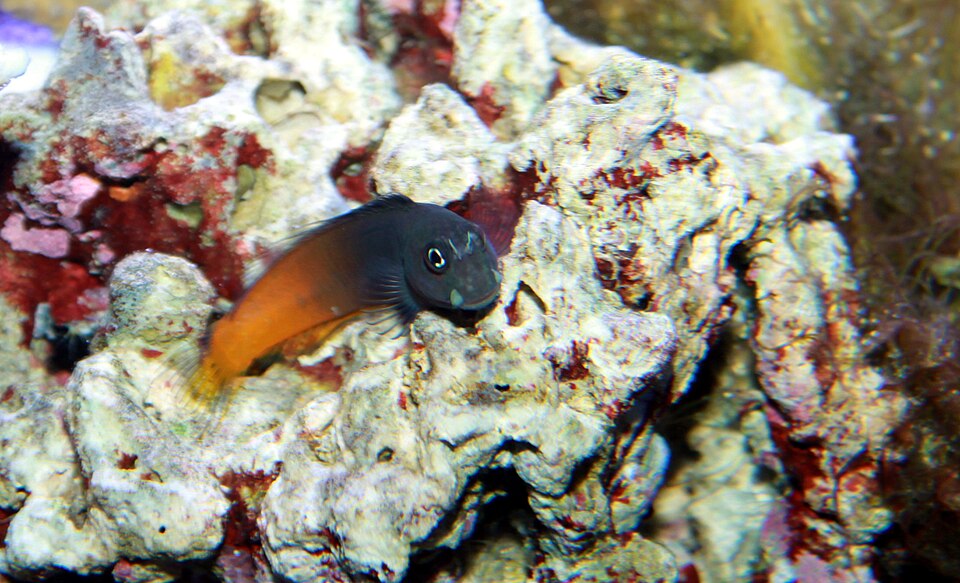 Blennie bicolore — Ecsenius bicolor
