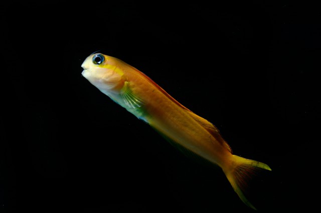 Blennie Midas — Ecsenius midas