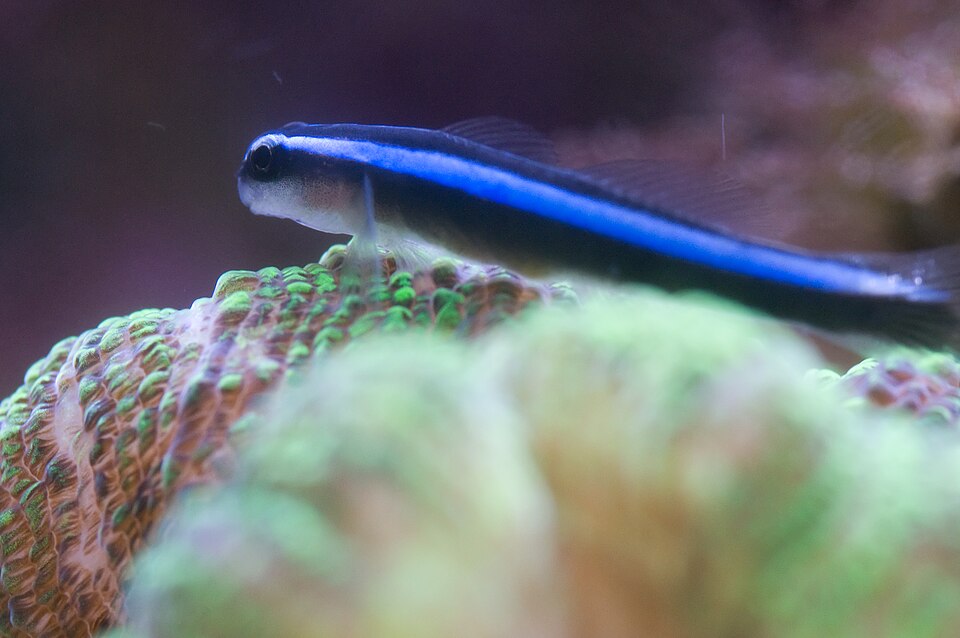 Gobie néon — Elacatinus oceanops