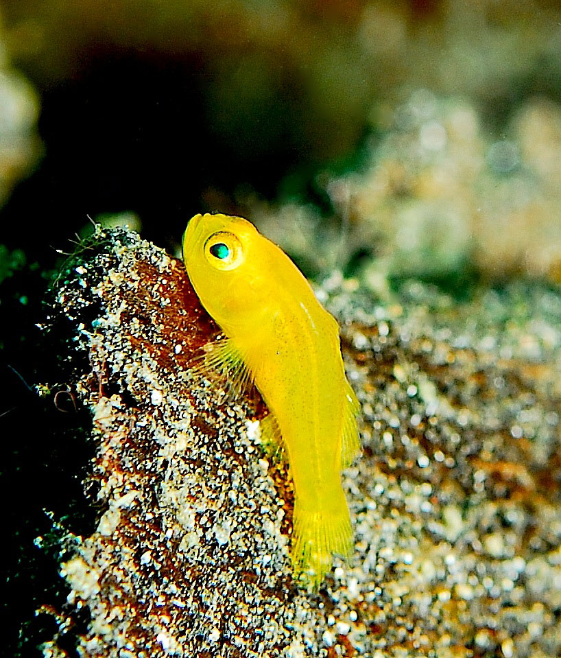 Gobiodon jaune — Gobiodon okinawae