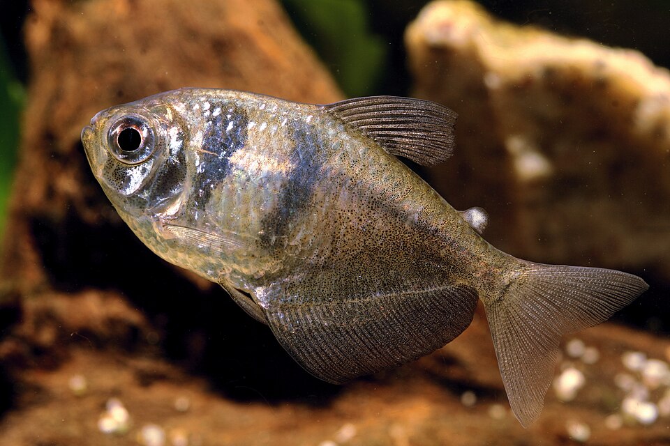 Black skirt tetra — Gymnocorymbus ternetzi