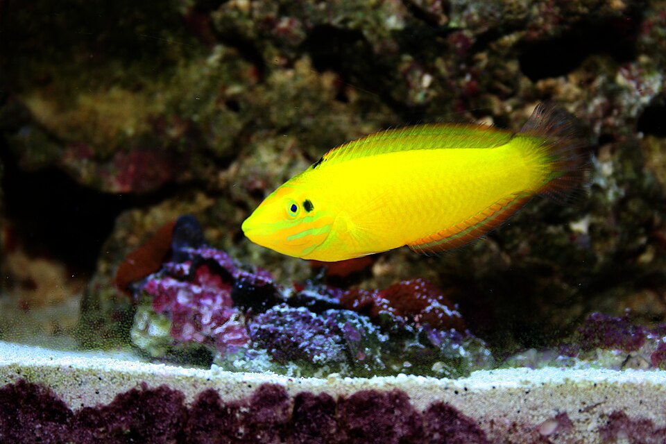 Labre jaune — Halichoeres chrysus
