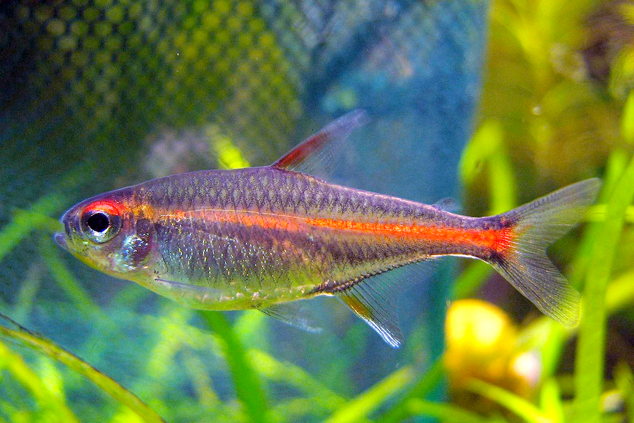 Glowlight tetra — Hemigrammus erythrozonus