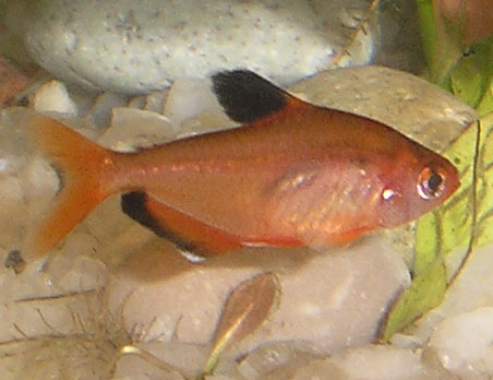 Serpae tetra — Hyphessobrycon eques