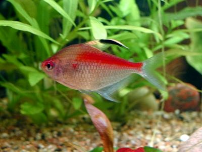 Cœur-saignant — Hyphessobrycon erythrostigma