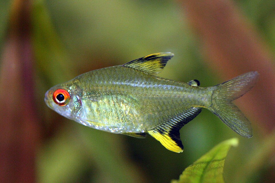 Lemon tetra — Hyphessobrycon pulchripinnis