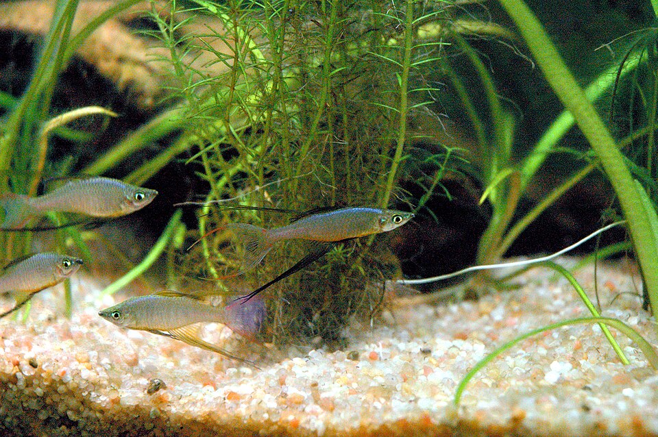 Arc-en-ciel filigrane — Iriatherina werneri