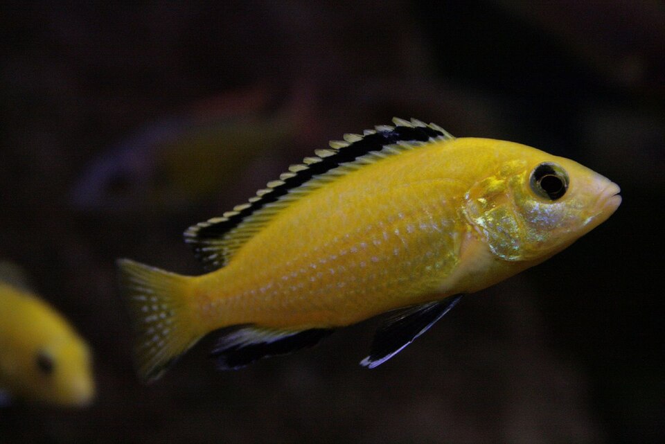Labido jaune — Labidochromis caeruleus