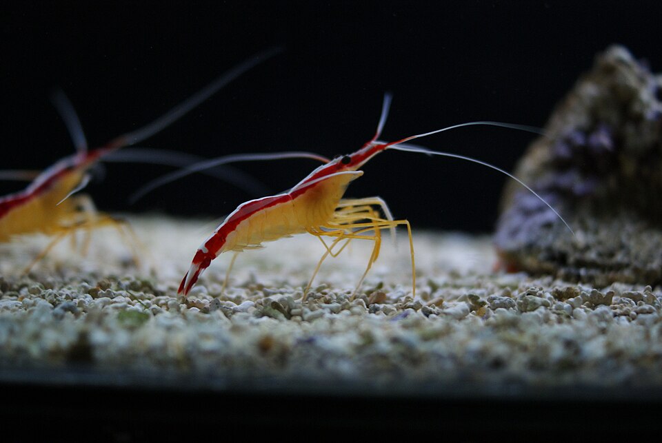 Crevette nettoyeuse — Lysmata amboinensis