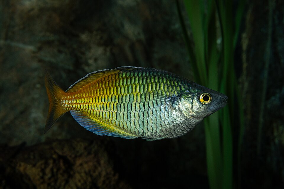 Boesemani rainbowfish — Melanotaenia boesemani