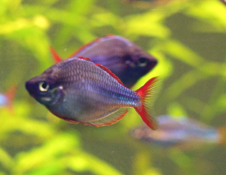 Arc-en-ciel nain — Melanotaenia praecox