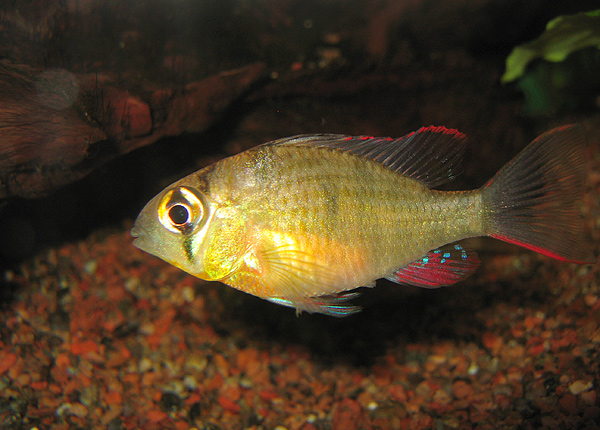 Bolivian ram — Mikrogeophagus altispinosus