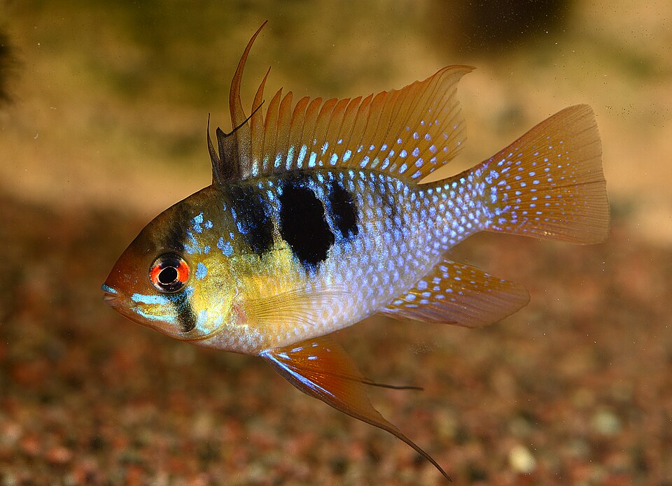 Ram cichlid — Mikrogeophagus ramirezi