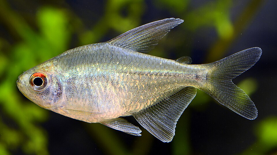 Diamond tetra — Moenkhausia pittieri