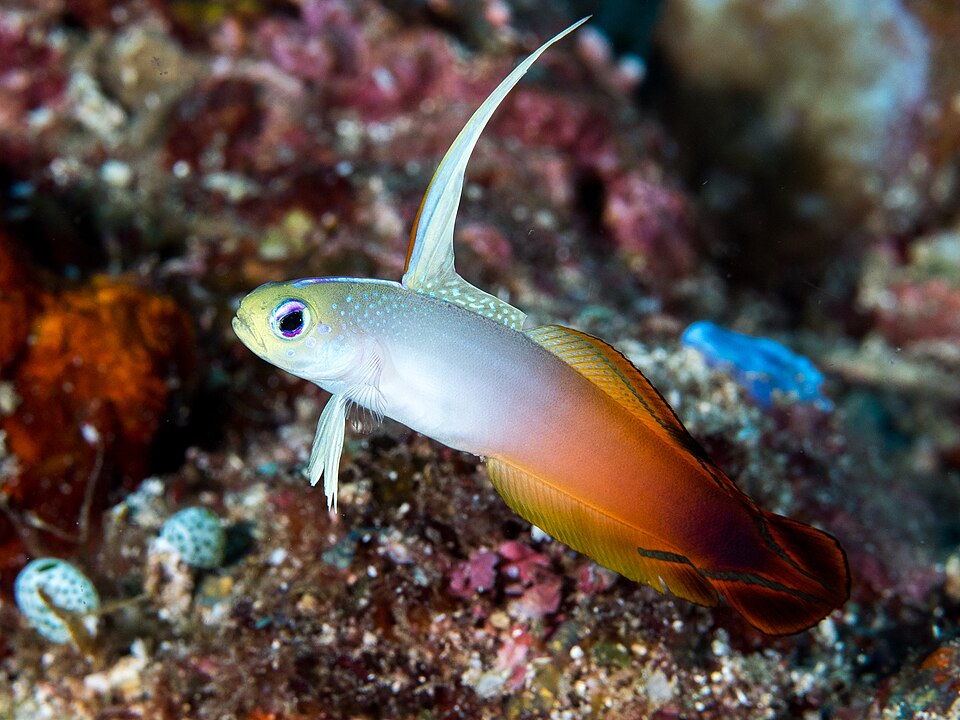 Firefish — Nemateleotris magnifica