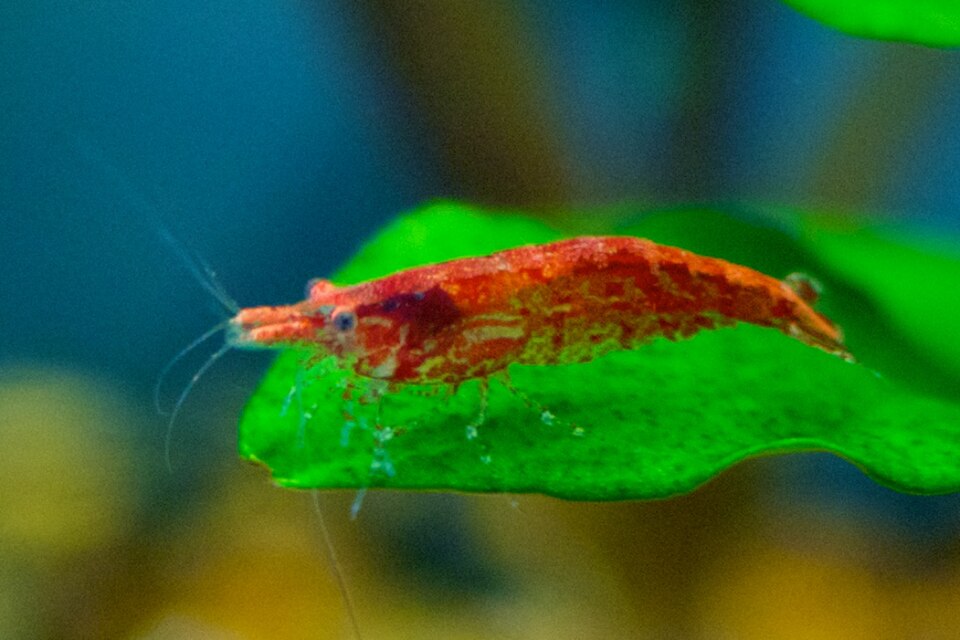 Crevette cerise — Neocaridina davidi
