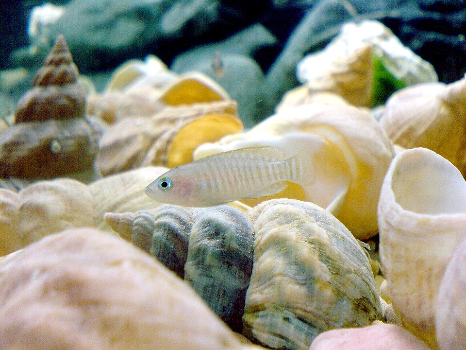 Cichlidé conchylicole multifasciatus — Neolamprologus multifasciatus