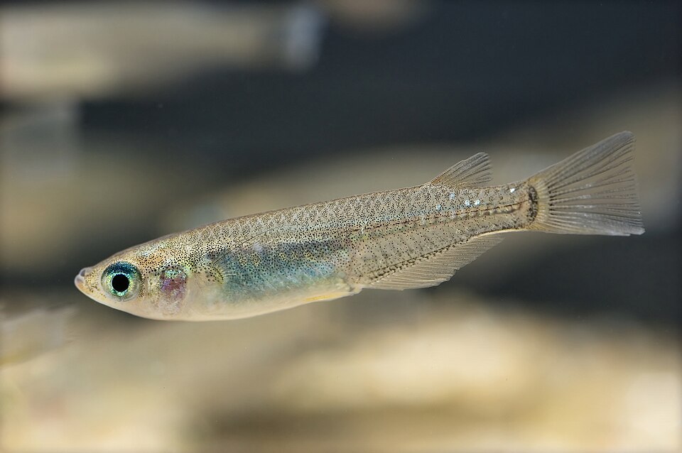 Médaka — Oryzias latipes