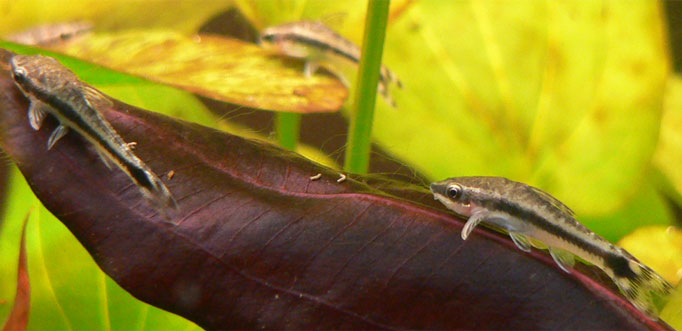 Otocinclus rayé — Otocinclus vittatus