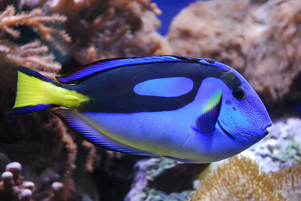 Chirurgien bleu — Paracanthurus hepatus