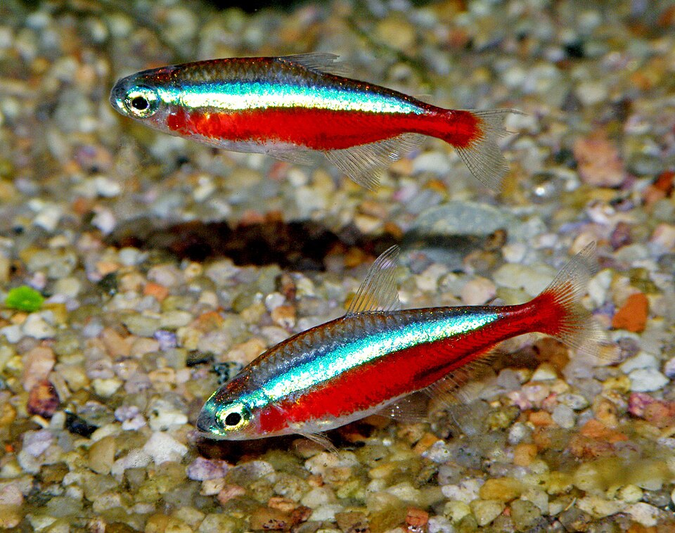 Cardinal tetra — Paracheirodon axelrodi